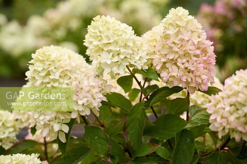Hydrangea 'Little Fraise' showing stages of flowers turning pink                 