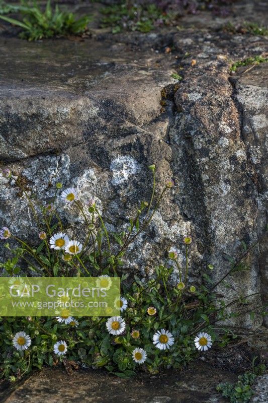 Erigeron karvinskianus flowering at the base of a stone wall in Spring - April