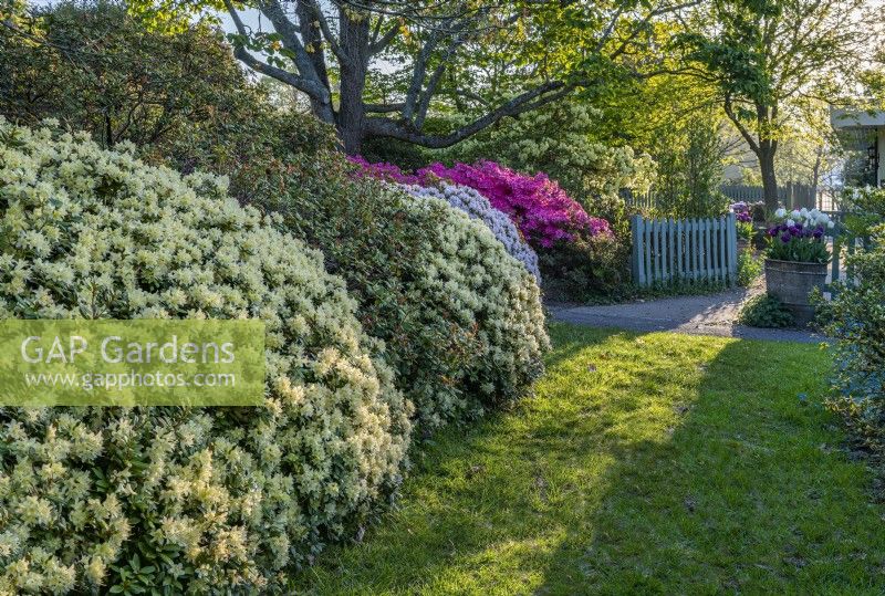 View of mixed Rhododendrons flowering in an informal country cottage garden in Spring - April