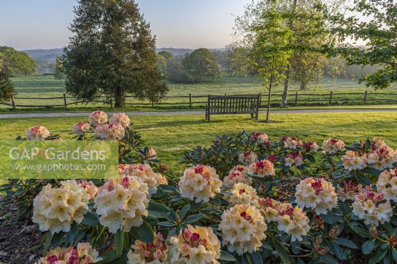 Rhododendron 'Horizon Monarch' flowering in Spring with view of distant landscape - April