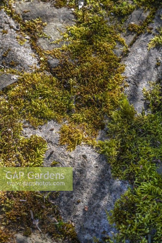 Mosses growing on old pavng stones in Spring - April