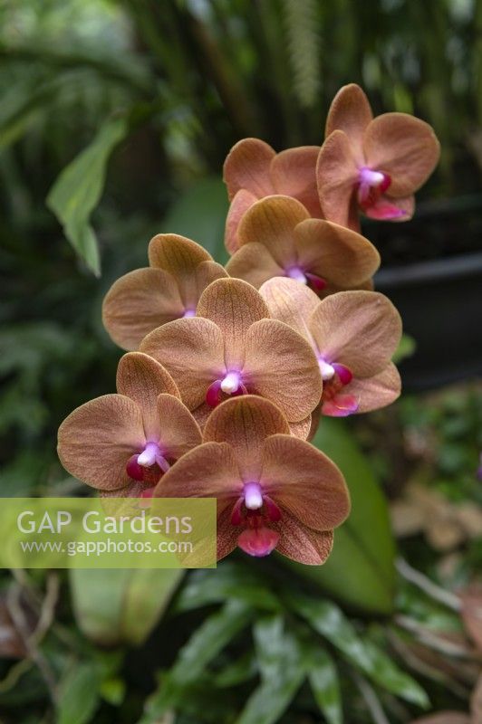Phalaenopsis 'Florida' moth orchid