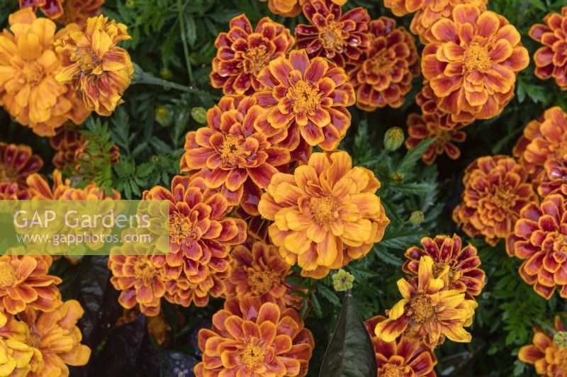 Tagetes erecta 'Solena Bee' marigold