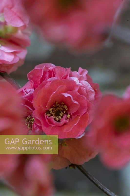 Double Chaenomeles speciosa 'Scarlet Storm' flowering in Spring - April