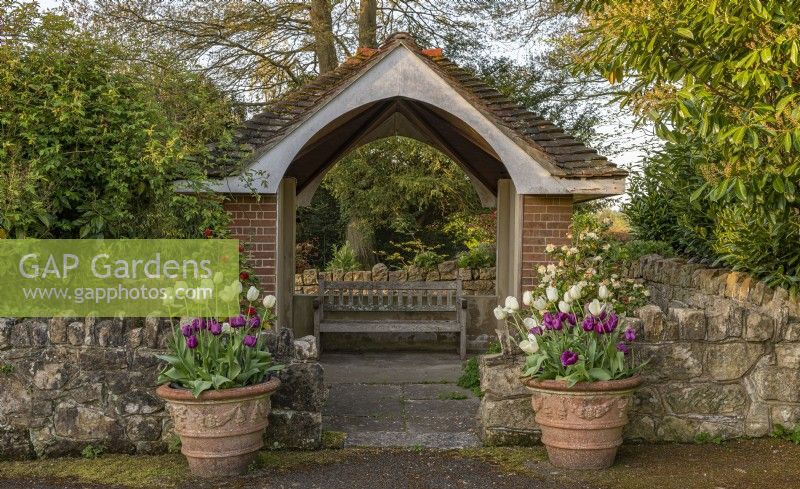 view of gazebo with wooden bench and Tulipa 'Ivory Floradale' and 'Purple Rain' in large terracotta containers in Spring  - April