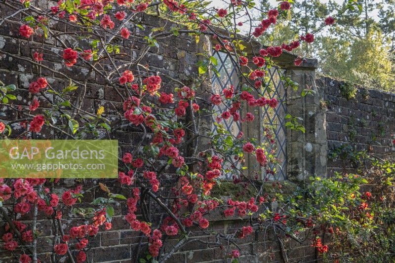 Double Chaenomeles speciosa 'Scarlet Storm' flowering on old brick wall in Spring - April