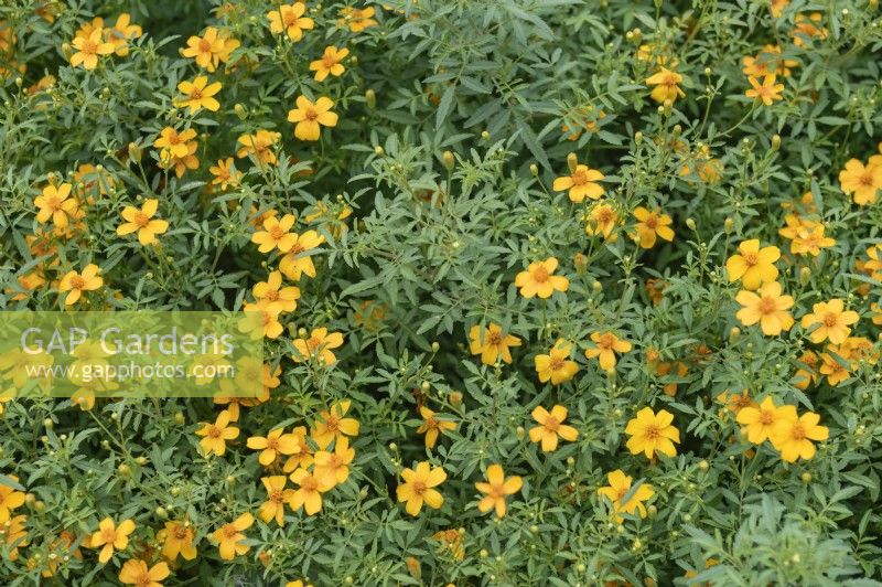Tagetes erecta 'Gold medal' marigold