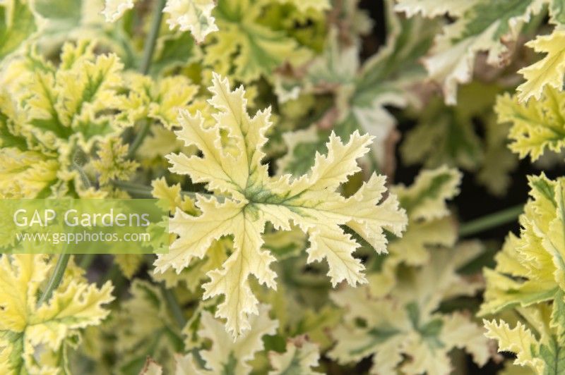 Pelargonium 'Silver Clorinda'