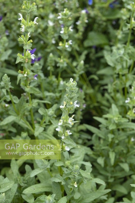 Salvia viridis 'White snow'