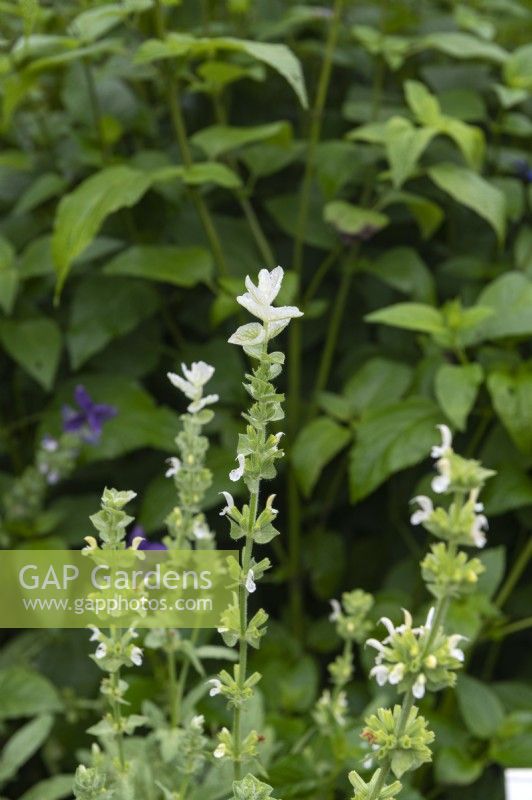 Salvia viridis 'White snow'
