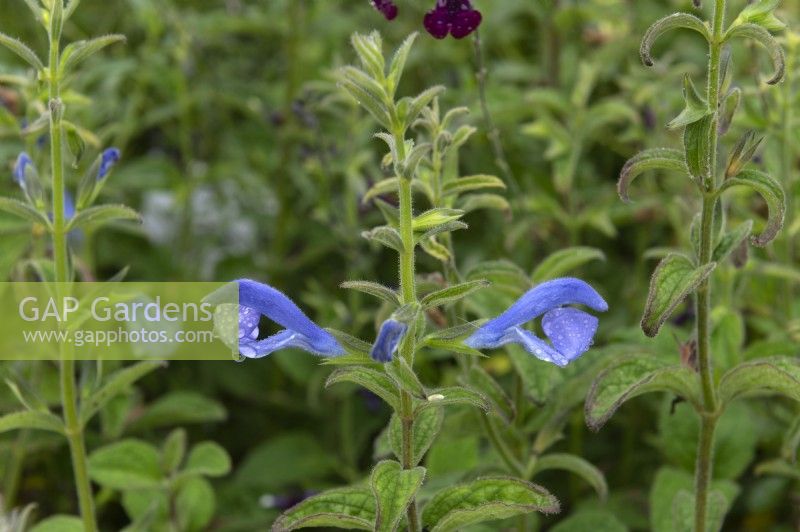 Salvia patens 'Panama blue'