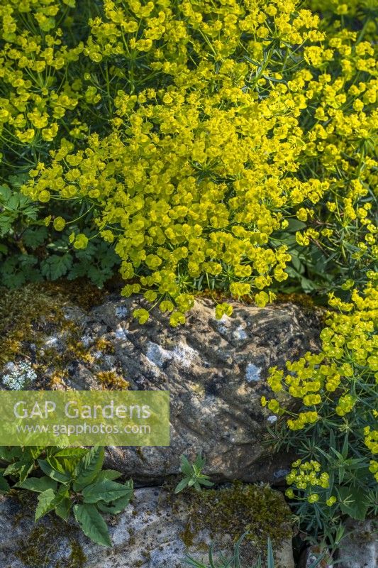 Euphorbia cyparissias flowering in a stone wall in Spring - May 