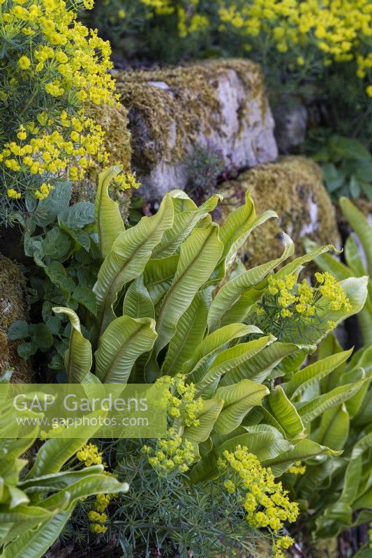 Asplenium scolopendrium fronds growing in a stone wall in Spring - May