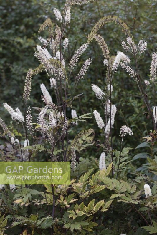Actaea simplex 'Atropurpurea Group' with flowers and seedpods together - Bugbane 