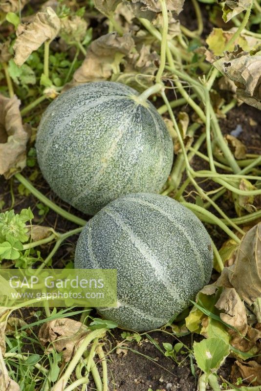 Cucumis melo - Melon 'Petit gris de Rennes'