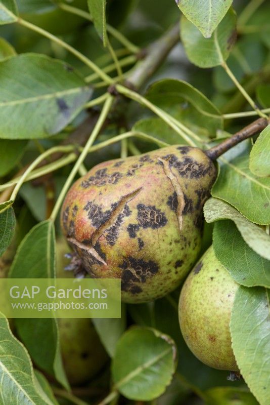 Pear showing skin splits due to leathery rot