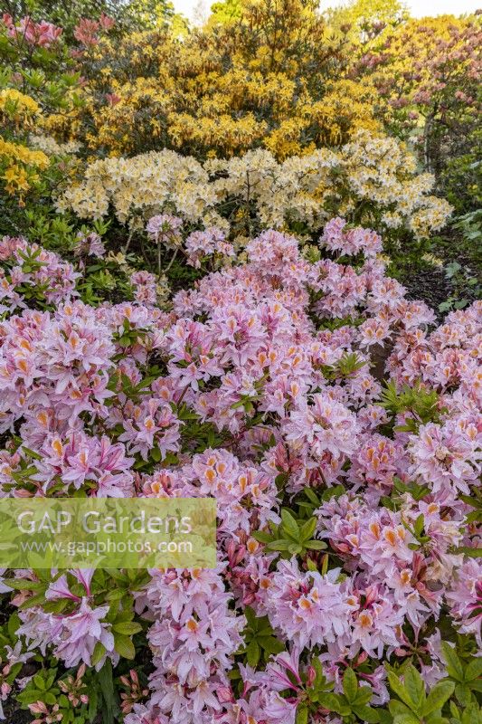 Colourful deciduous azaleas flowering in an informal country garden in Spring - May