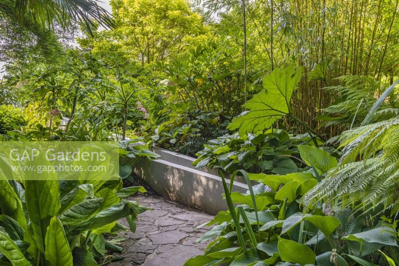 Symplocarpus foetidus Hostas Gunnera manicata in an informal contemporary designer exotics garden in Summer - July