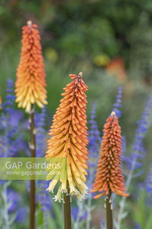 Kniphofia 'Tawny King' flowering in Summer - July