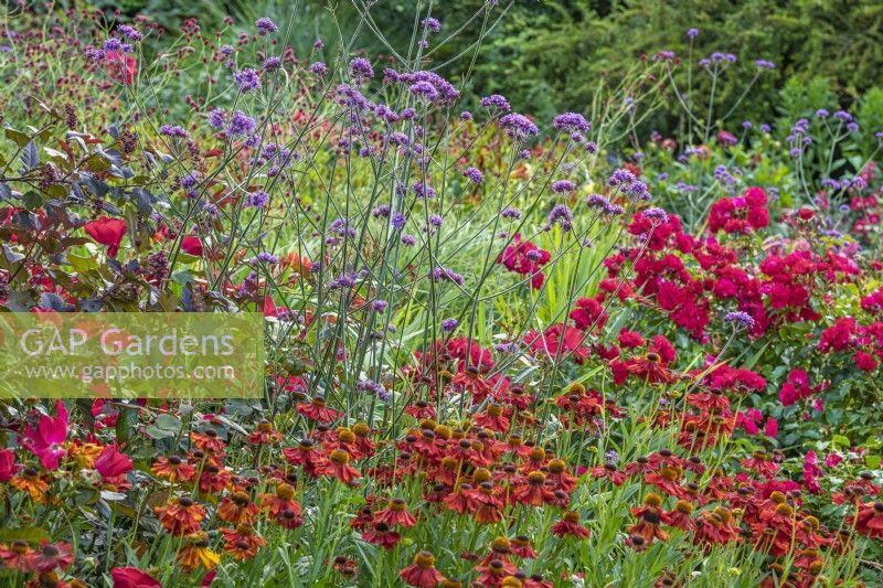 Verbena bonariensis flowering with Helenium 'Sahins Early Flowerer' in a country cottage garden border in Summer - June