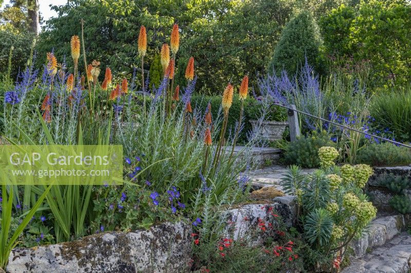 Kniphofia 'Tawny King' and Salvia 'Blue Spire' flowering with other perennials on a terraced dry rock garden in Summer - July