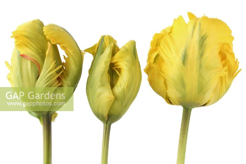 Tulipa  'Eagle Wings'  Tulip flower and buds  Parrot Group  April