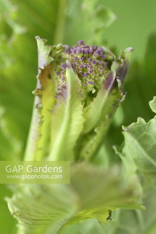 Brassica oleracea  Italica Group  'Early Purple Sprouting'  Purple Sprouting Broccoli  March