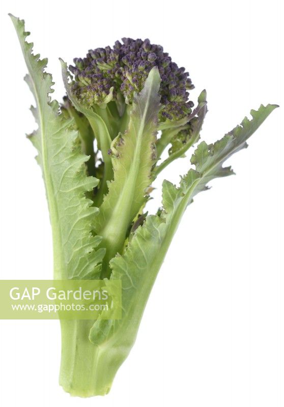 Brassica oleracea  Italica Group  'Early Purple Sprouting'  Picked floret of Purple Sprouting Broccoli  April