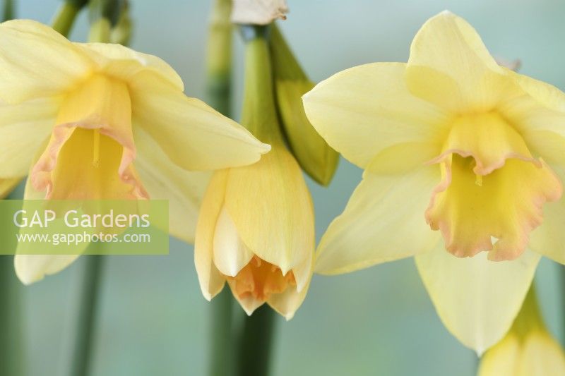Narcissus  'Blushing Lady'  Daffodil  Div 7 Jonquilla  April
