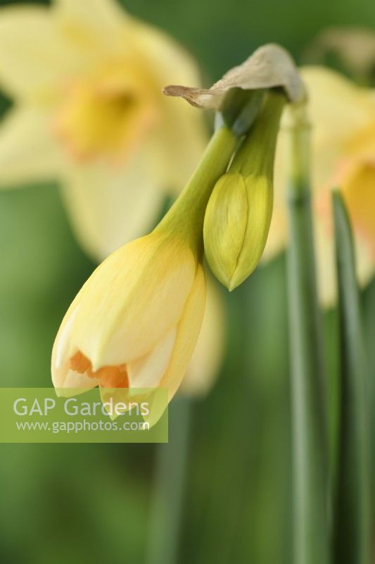 Narcissus  'Blushing Lady'  Daffodil flower bud starting to open  Div 7 Jonquilla  April