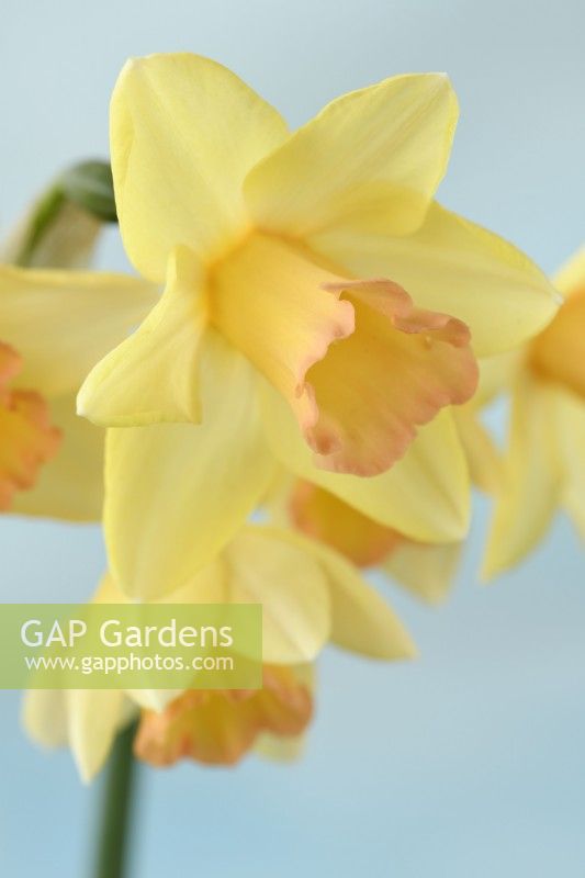 Narcissus  'Blushing Lady'  Daffodil  Div 7 Jonquilla  April