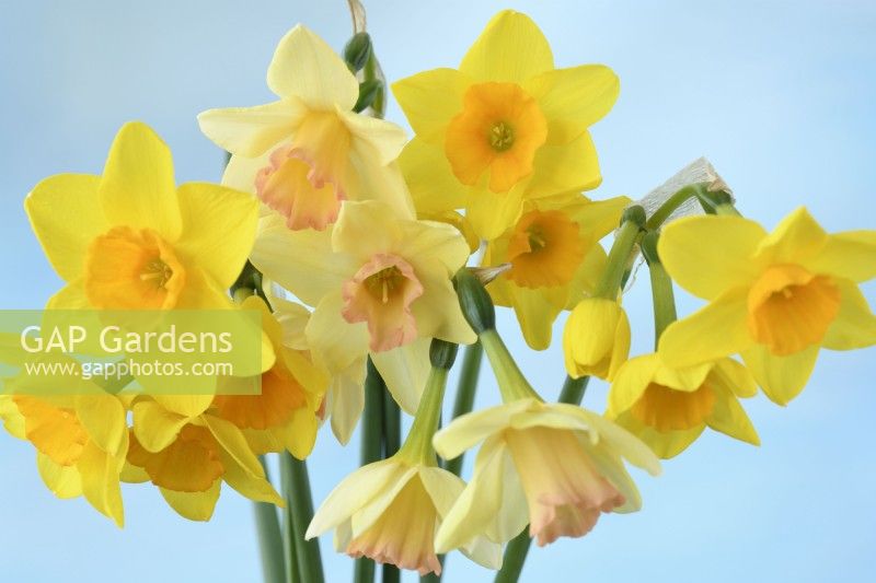 Narcissus  'Blushing Lady'  and  Narcissus  'Garden Opera'  Picked daffodils  Div 7 Jonquillas  April

