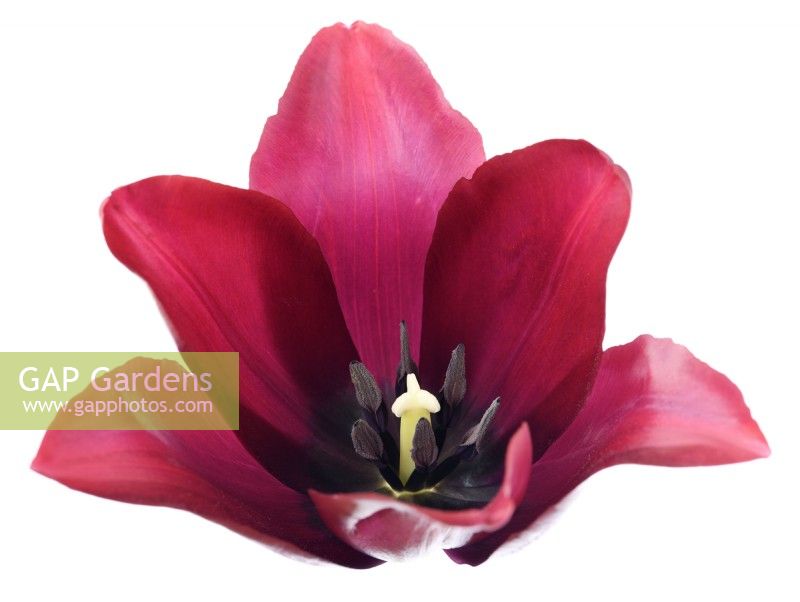 Tulipa  'Merlot'  Tulip  Lily-flowered Group  April