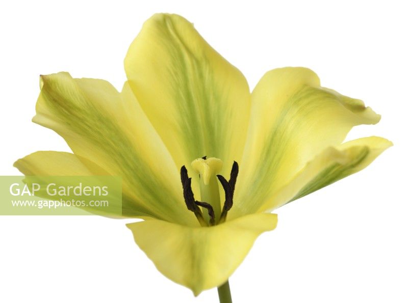 Tulipa  'Formosa'  Tulip  Viridiflora Group  April