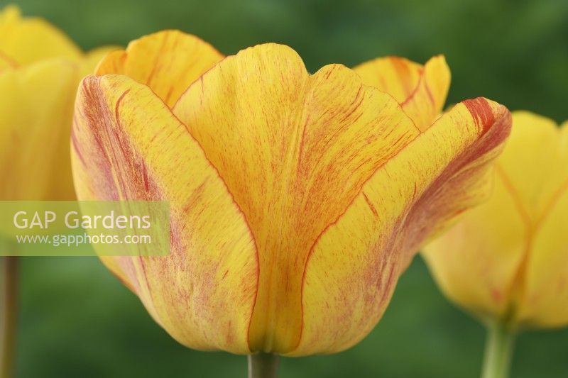 Tulipa  'Blushing Apeldoorn'  Tulip  Darwin Hybrid Group  April