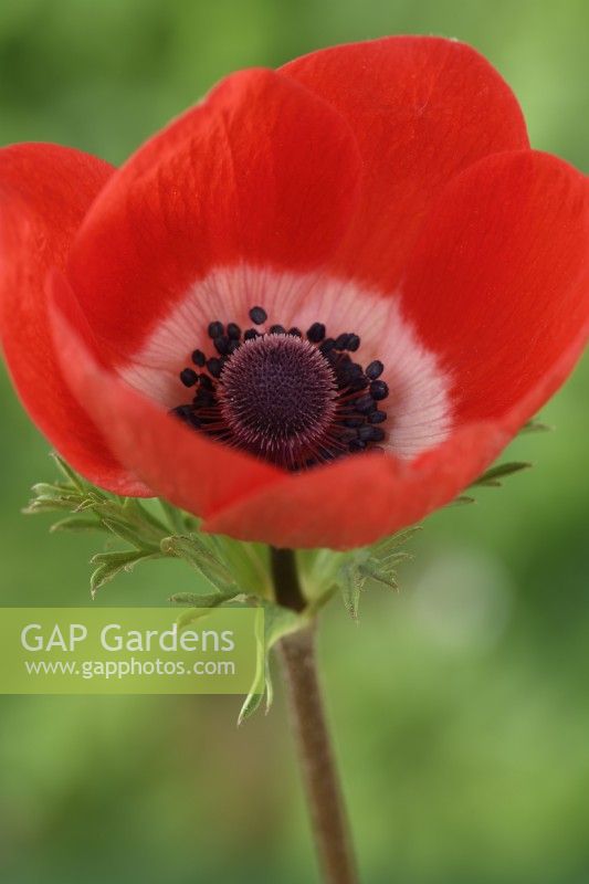 Anemone coronaria  One colour from a mixture  April

