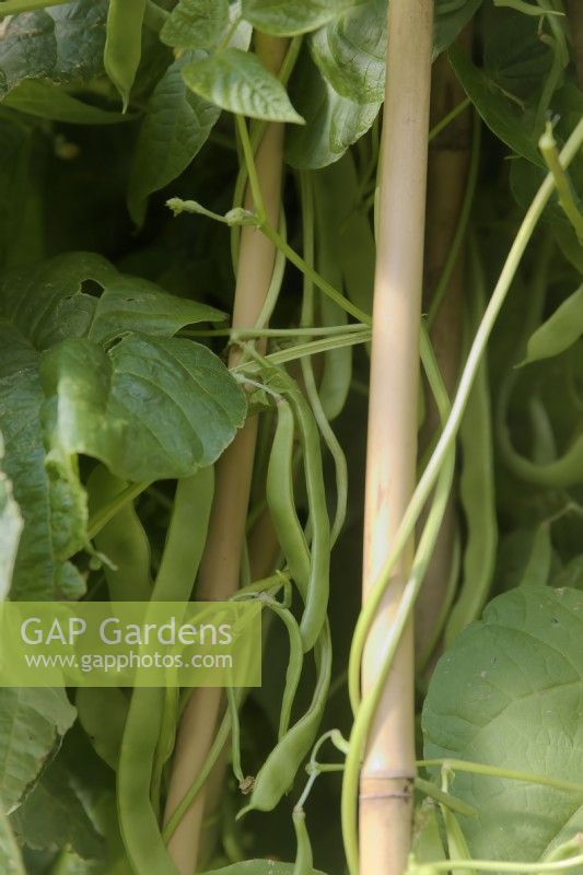 Phaseolus vulgaris 'Helda' Climbing French Bean clambering up bamboo canes