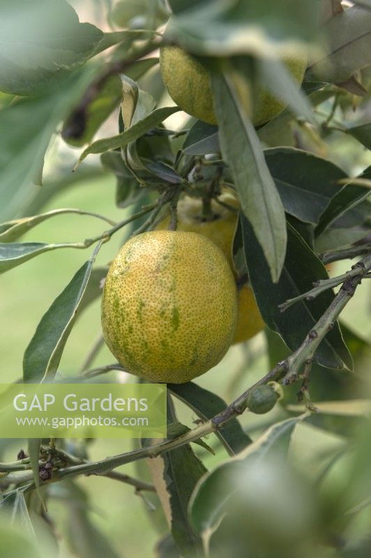 Citrus aurantium 'Turcicum Salicifolia' Turkish Variegated Sour Orange