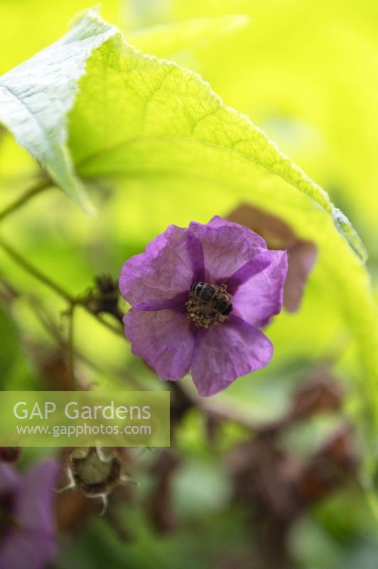 Rubus odoratus purple-flowered raspberry