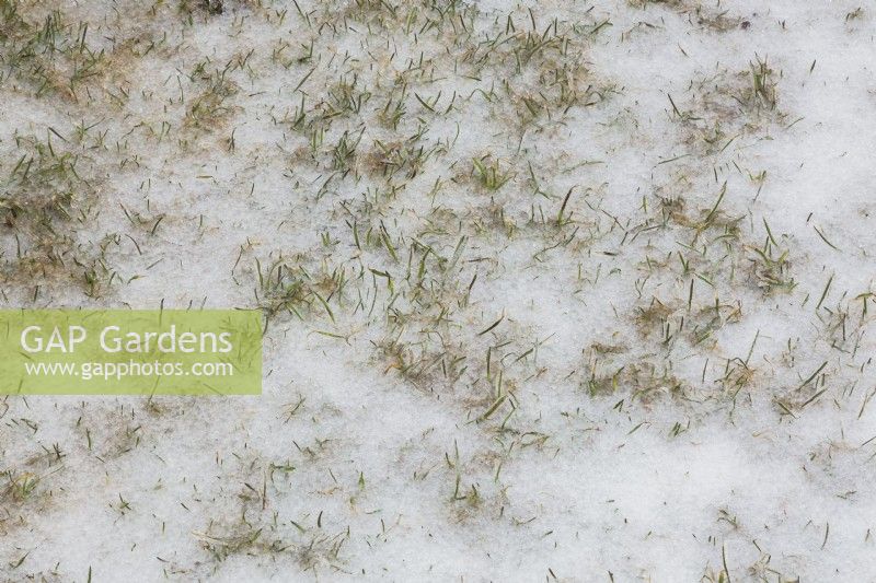 Strands of Poa pratensis - Kentucky Bluegrass emerging through layer of ice on lawn with thatch in early spring.