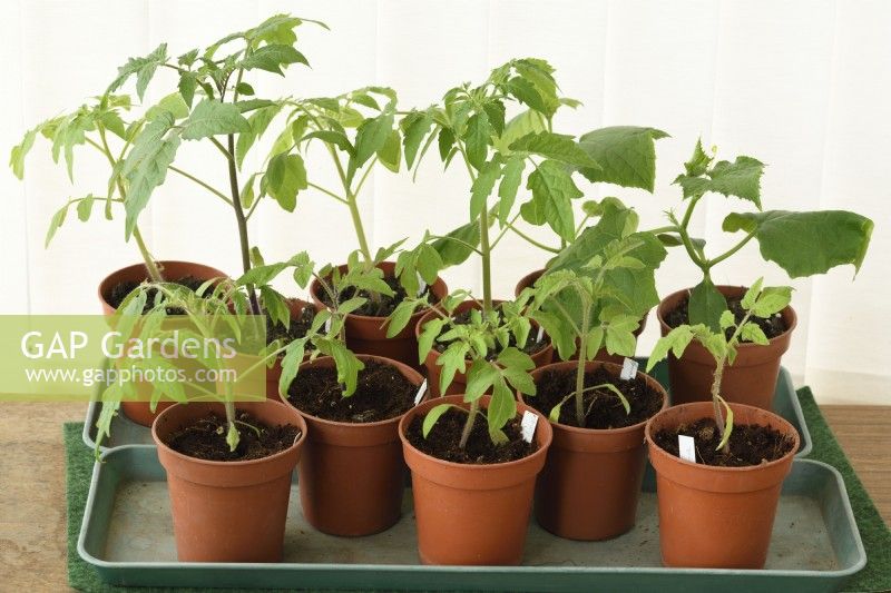 Tomato and cucumber plants in conservatory ready for planting out 
 Solanum lycopersicum and Cucumis sativus  April
