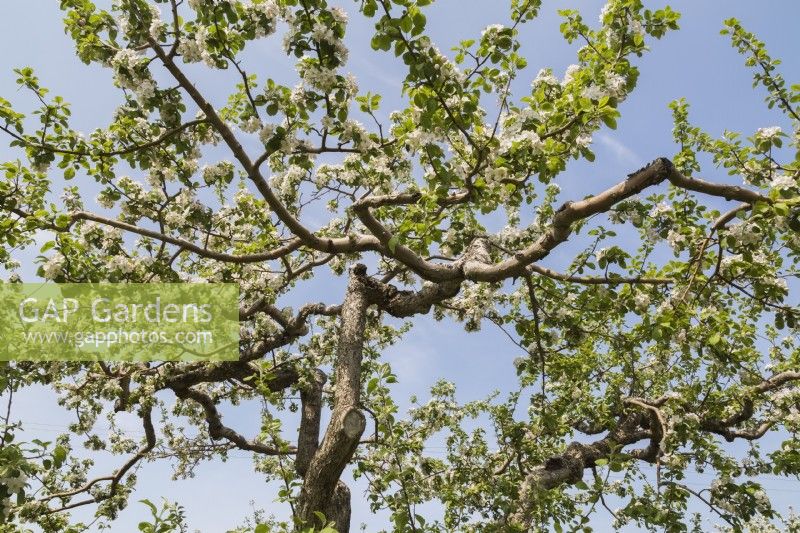 Malus domestica - Apple tree blossoms in spring.