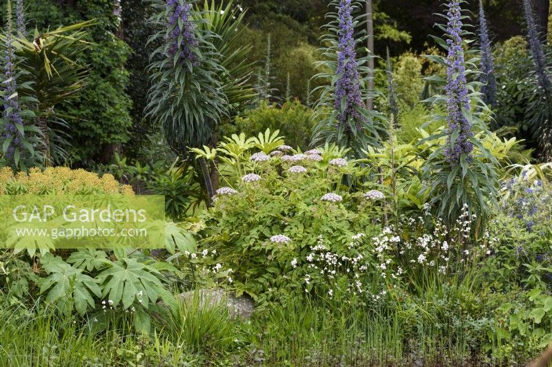 Lush planting beside a pond in a Cornish garden in May including Echium pininana, Tetrapanax papyrifer 'Rex' and Melanoselinum decipiens.