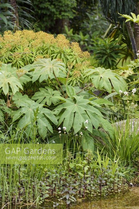 Tetrapanax papyrifer 'Rex' on the edge of a pond in a Cornish garden in May