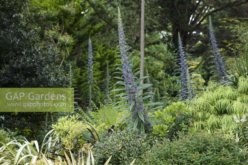 Flower spikes of Echium pininana towering above foliage plants in a Cornish garden in May