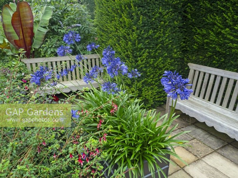 Seating area and potted Blue Agapanthus July Summer