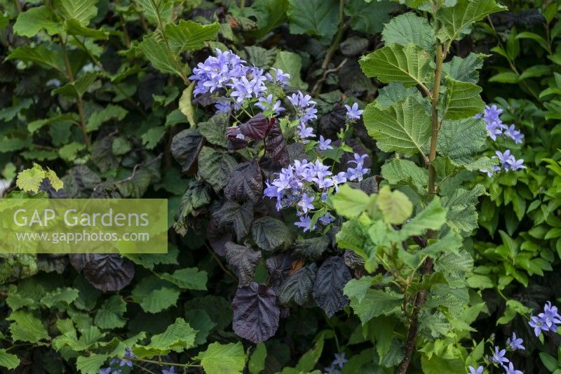 mixed hedge planting with 'Campanula' and Purple-leaved Hazel