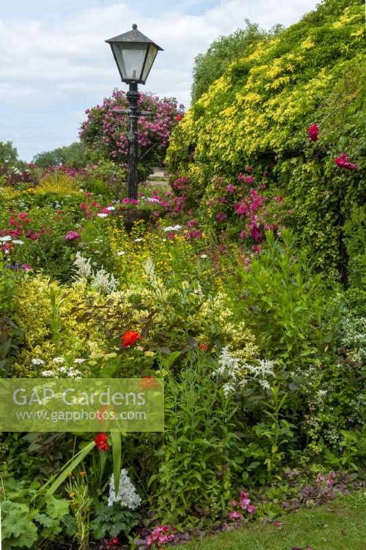 Dense planting of roses, various perennials and shrubs in country cottage garden - Open Gardens Day, Stowupland, Suffolk