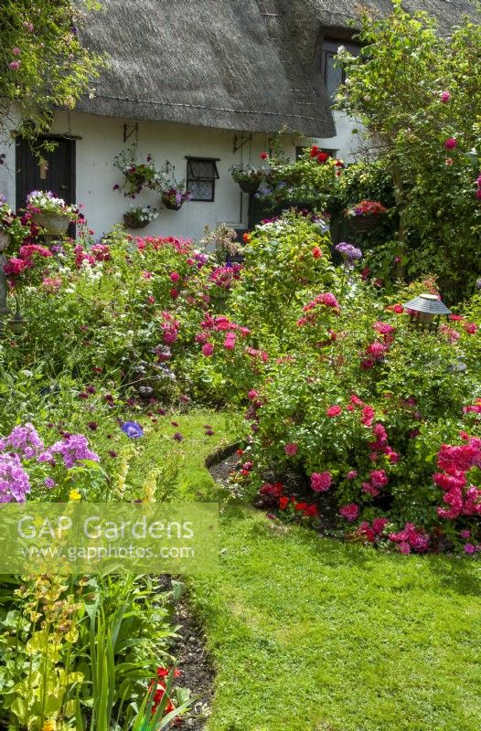 Beds of roses and various perennials in country cottage garden - Open Gardens Day, Stowupland, Suffolk