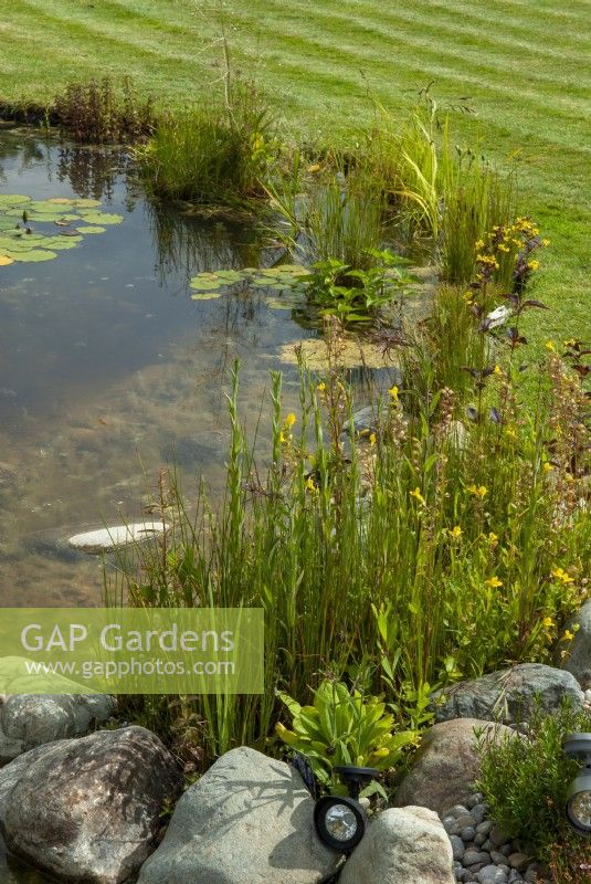 Marginal plants around edge of garden pond including yellow flowered Mimulus guttatus and Lysimachia ciliata - Open Gardens Day, Worlingworth, Suffolk